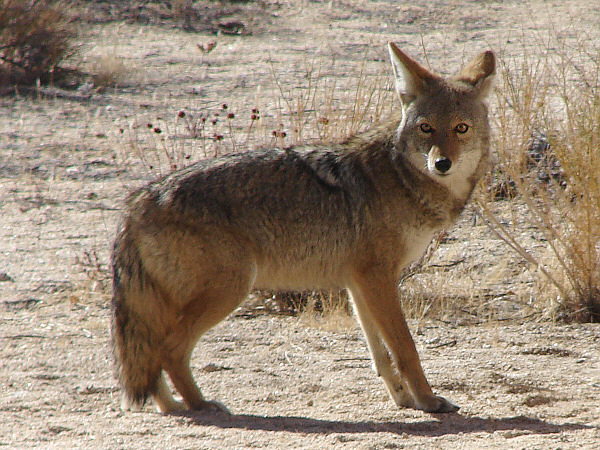 Coyote